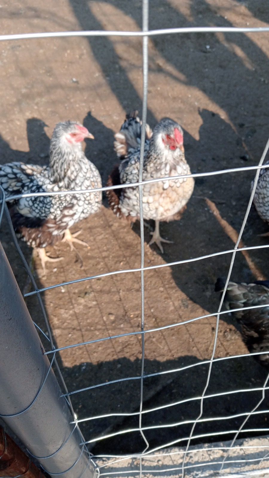 Vând ouă pentru incubat (!!găină wiandotte!!)