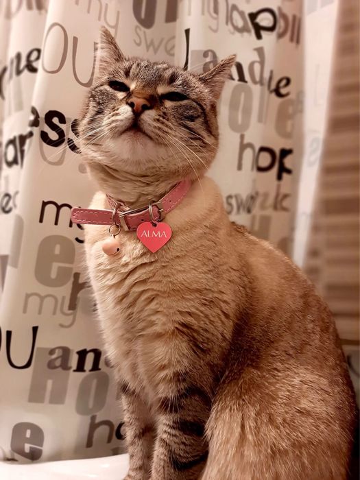 Donez pisică adultă