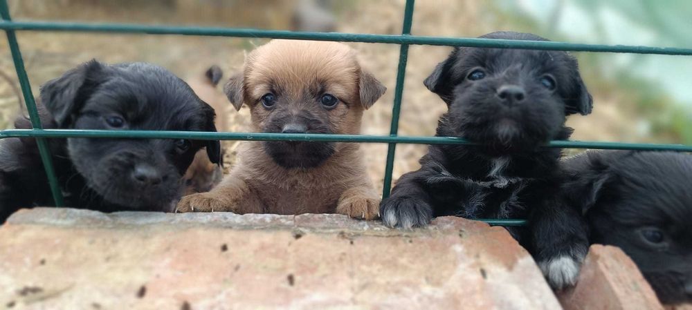 Ofer spre adopție căței metis de jagdterrier