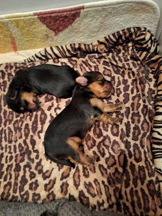 Мини Йоркшири  чистокръвни