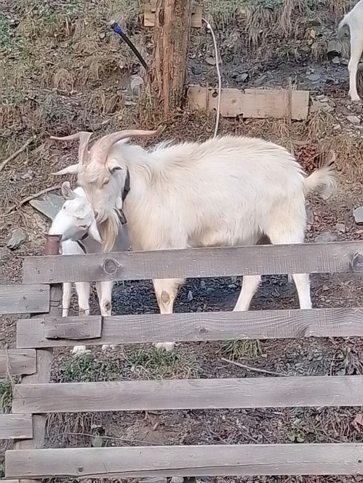 Țap  bun de prăsilă