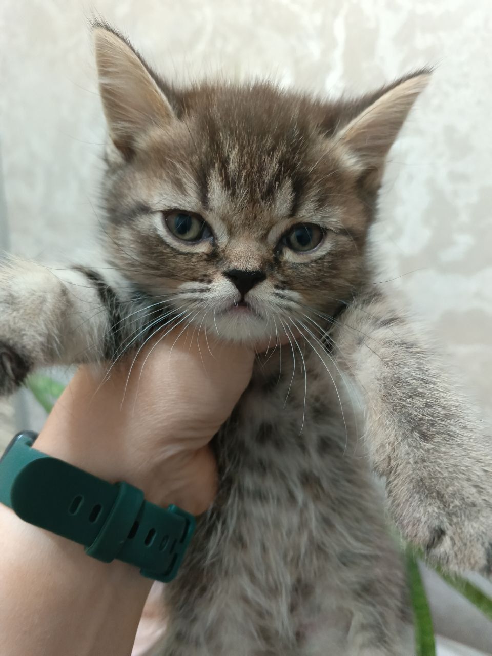 Срочно продаются котята!