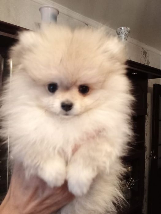 Продам щенков шпица