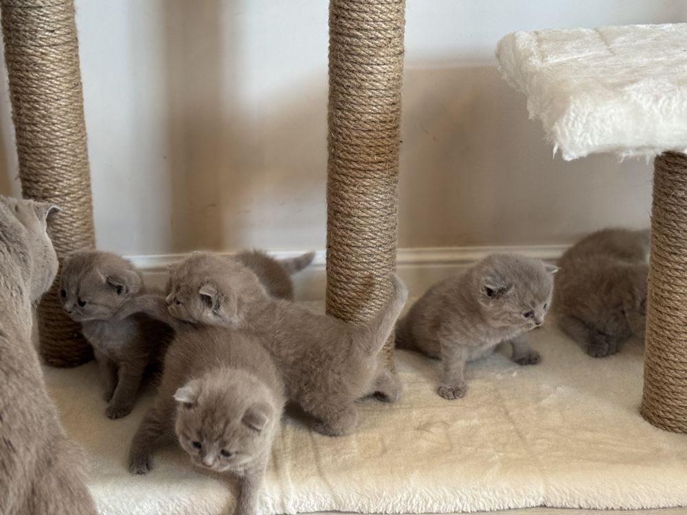 Британски и шотландски котета