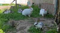 Продам кроликов семейка  6 взрослых 20 или болше кролчат