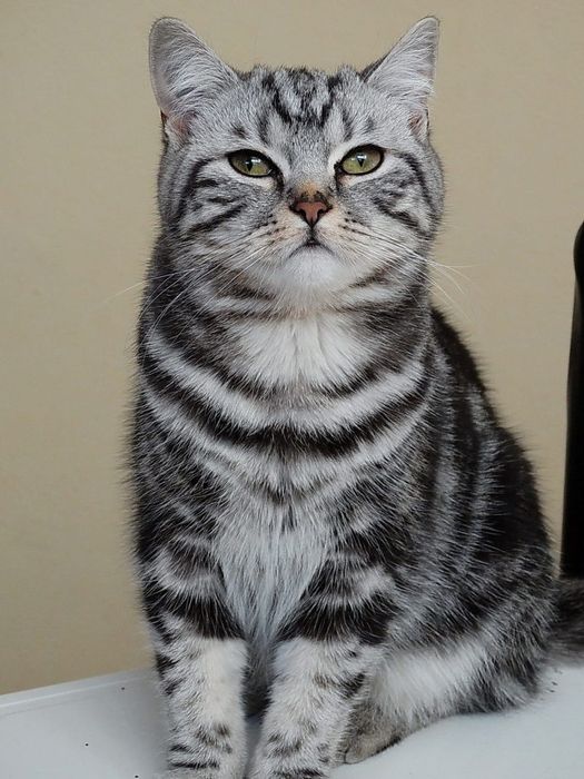 Кошка Британская короткошерстая