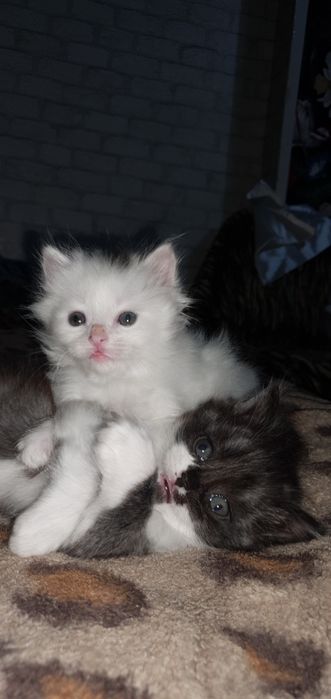 Отдам котят в добрые руки. К лотку приучены. Месяц с лишним.