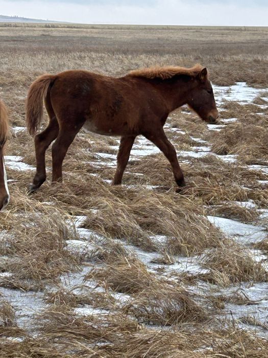 Продам жеребенка