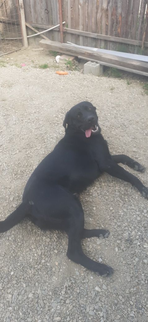 Donez Cane Corso..