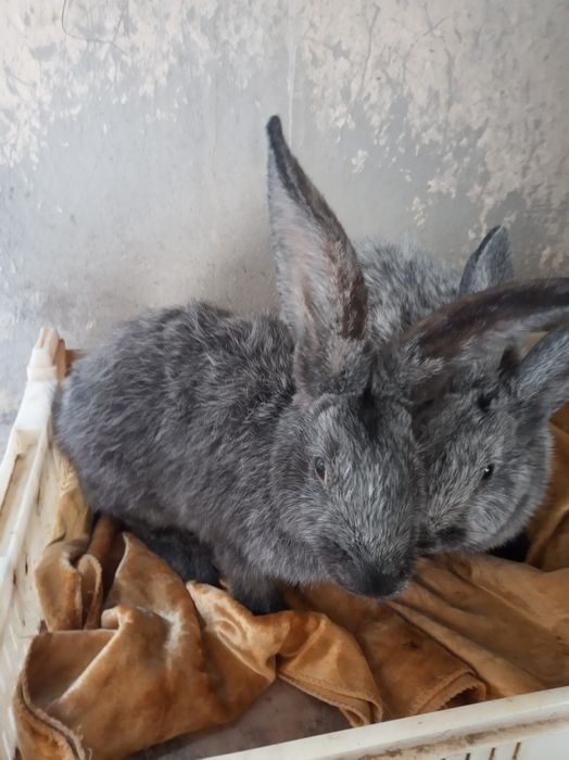 Paltava serebro sotilada Yana boshqa parodali quyonlar bor