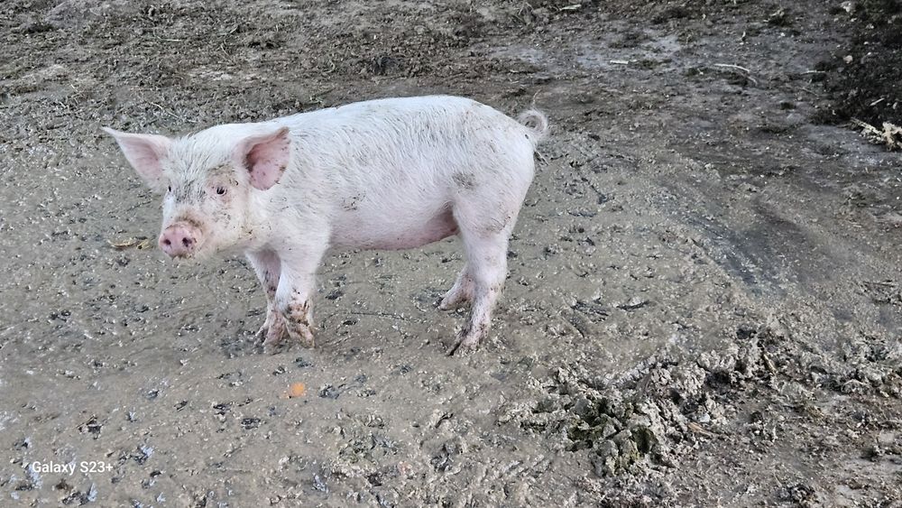 Продам свиней, 18 шт.