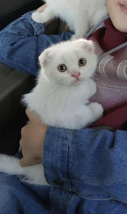 Продам белоснежных котят от правильной вязки