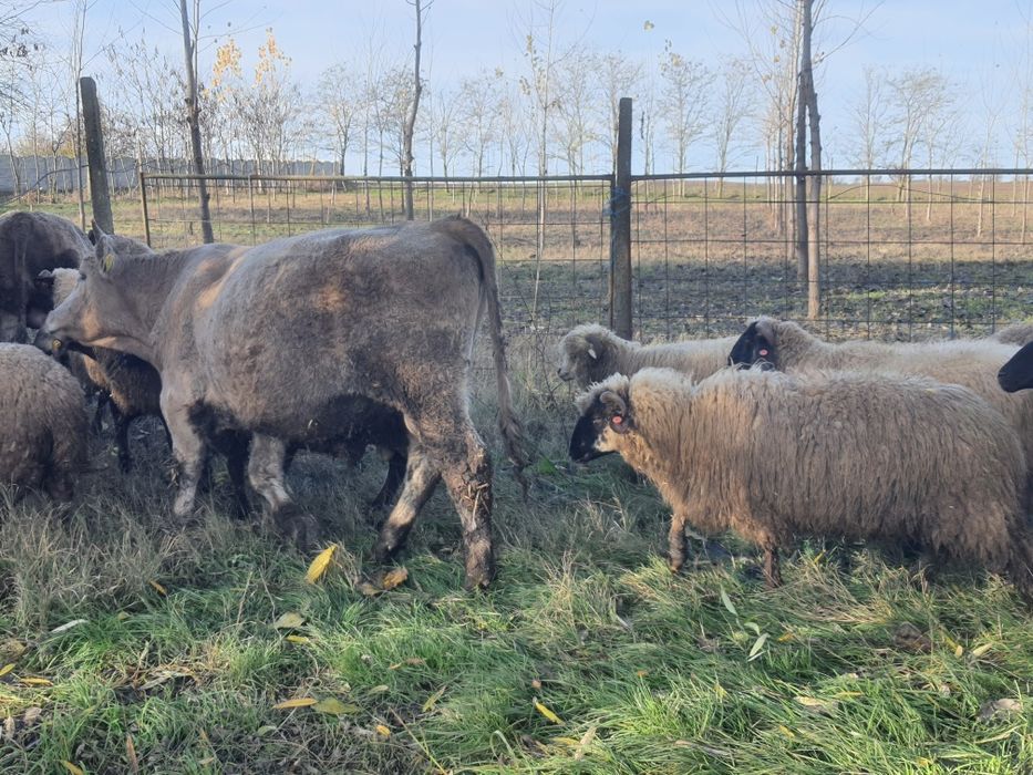 Vitel pentru sacrificat