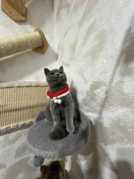 British shorthair blue baietel 5 luni