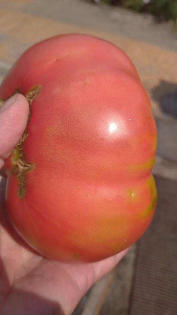 Рассада Малиновка помидоры