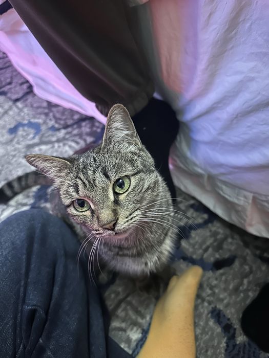 Кошка взрослая !