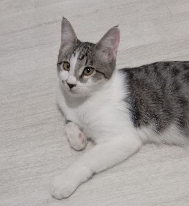 Харизматичный котик, 5 мес., паспорт, кастрирован, лоток+