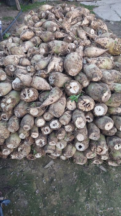 Vând sfecla furajera