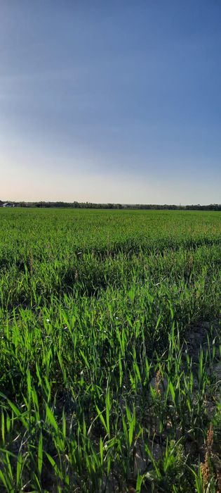 Междуреченск - Чапай ( КХ ) под фазенду участок > жер