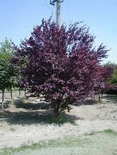 Corcodus rosu -Prunus Nigra