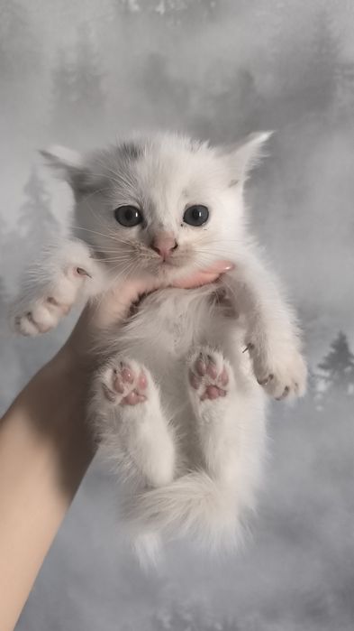 Отдам котят в добрые руки