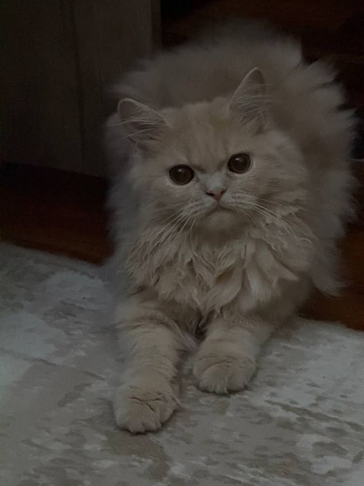 Вязка персидский кот