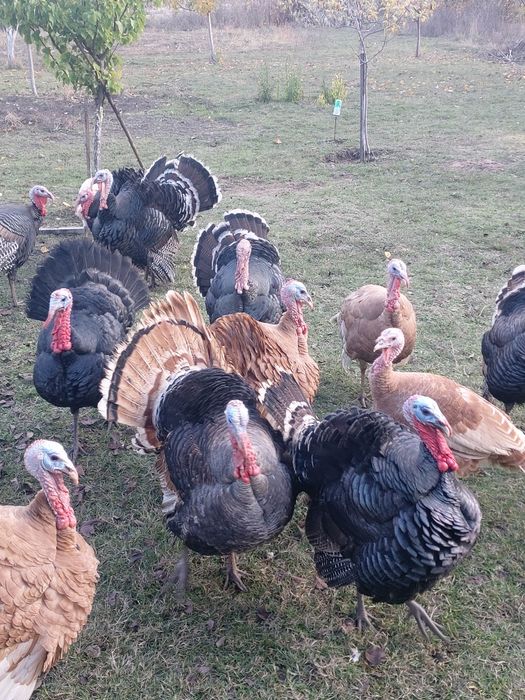 Пуйки  Пуяци за празниците