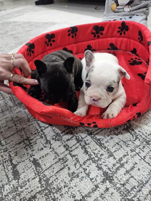 Френски булдог ,