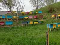 Albine de vînzare