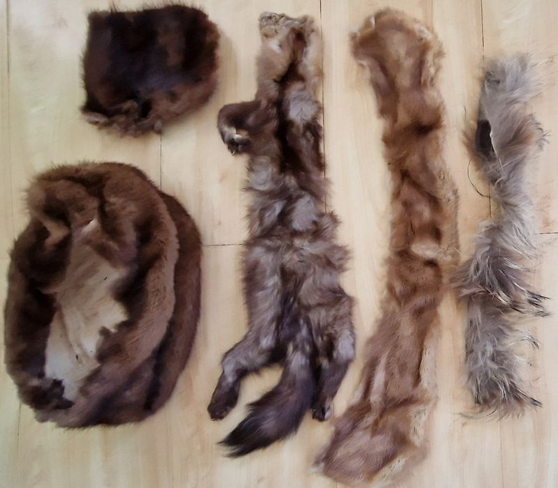 Шкурки   Шкурки   Шкурки