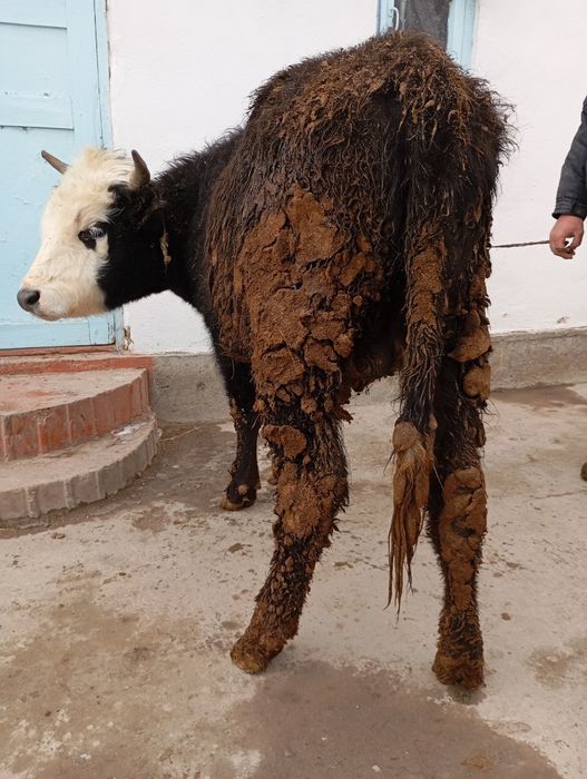 Продается бичок аппетит хорошо