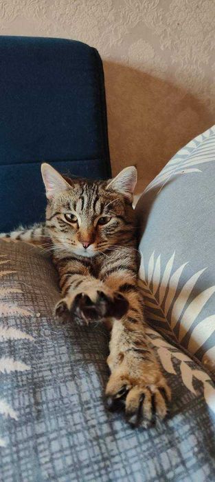 Кошечка бесплатно
