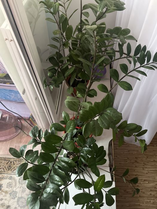 Комнатные растения разные