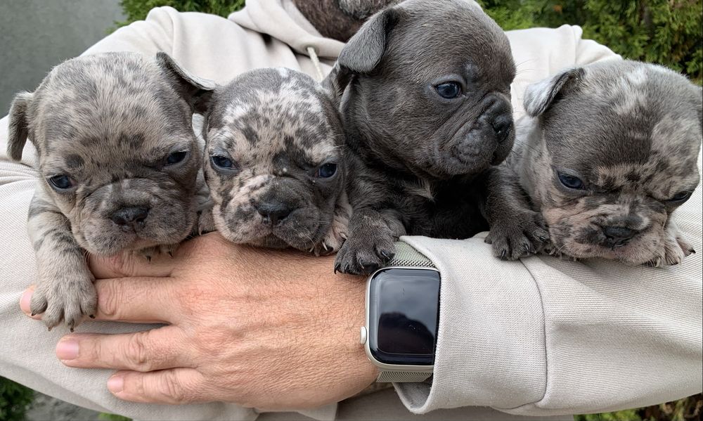 Френски Булдог French Bulldog