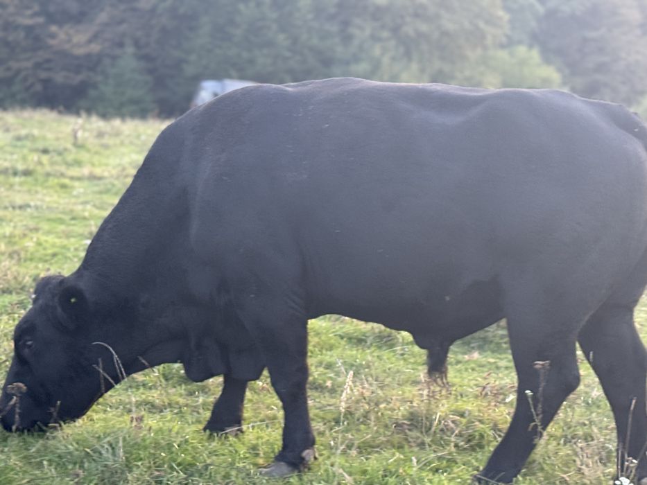 Taur angus cu origine