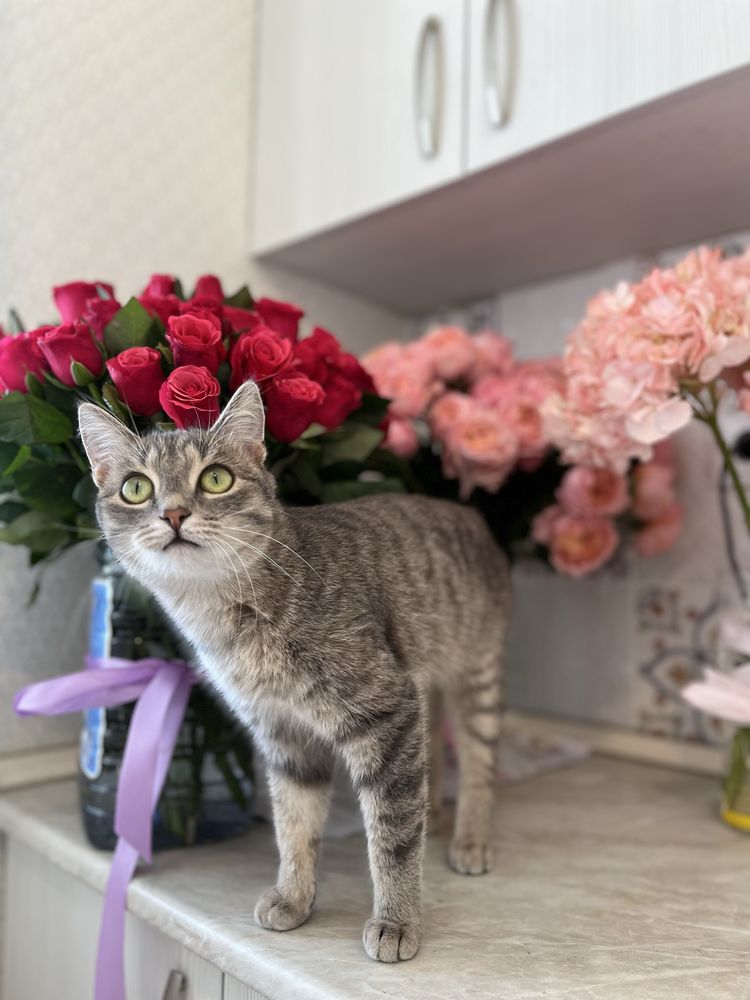 Кошка 1,5годик.