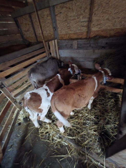 Vaci baltata românească cu 2 vitei si o vitea