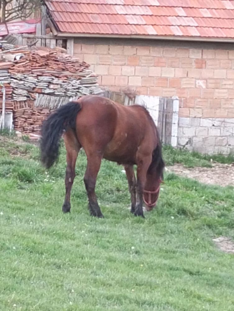 Vand noatina face 2 ani în iulie