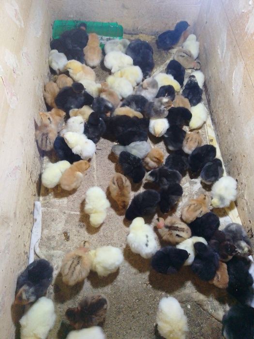 Pui de o zi , australorp și pui de curte