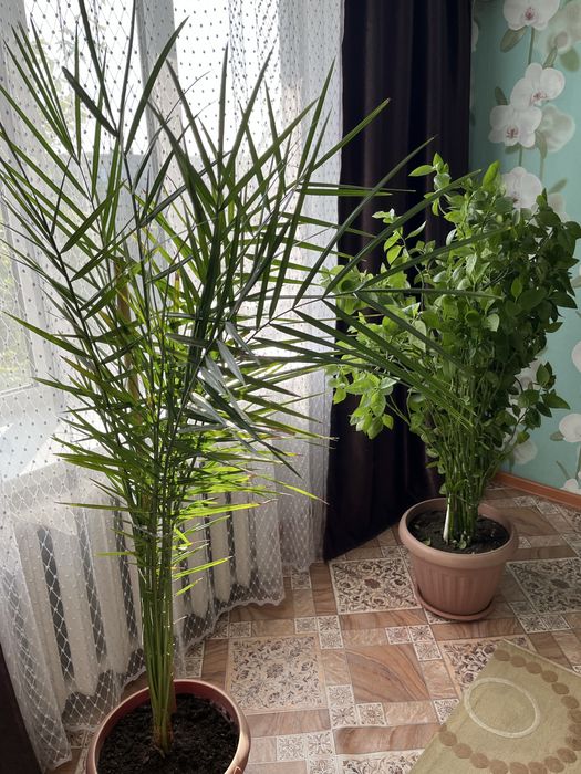 Продам 2больших цветка