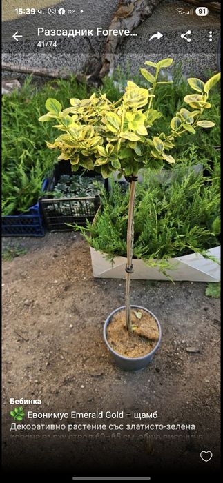 Сребрист смърч, Фотиния, лавровишна, кипарис, лейланд, туя, нандина