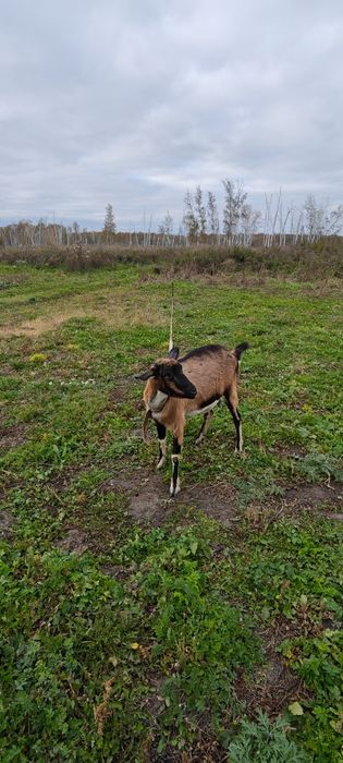 Продам дойную козу и молодую козлушку