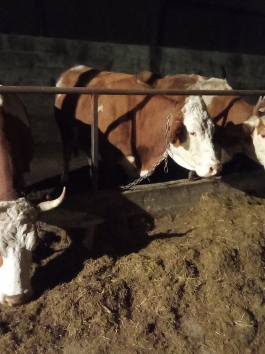 Vand 9  Vaci gestante