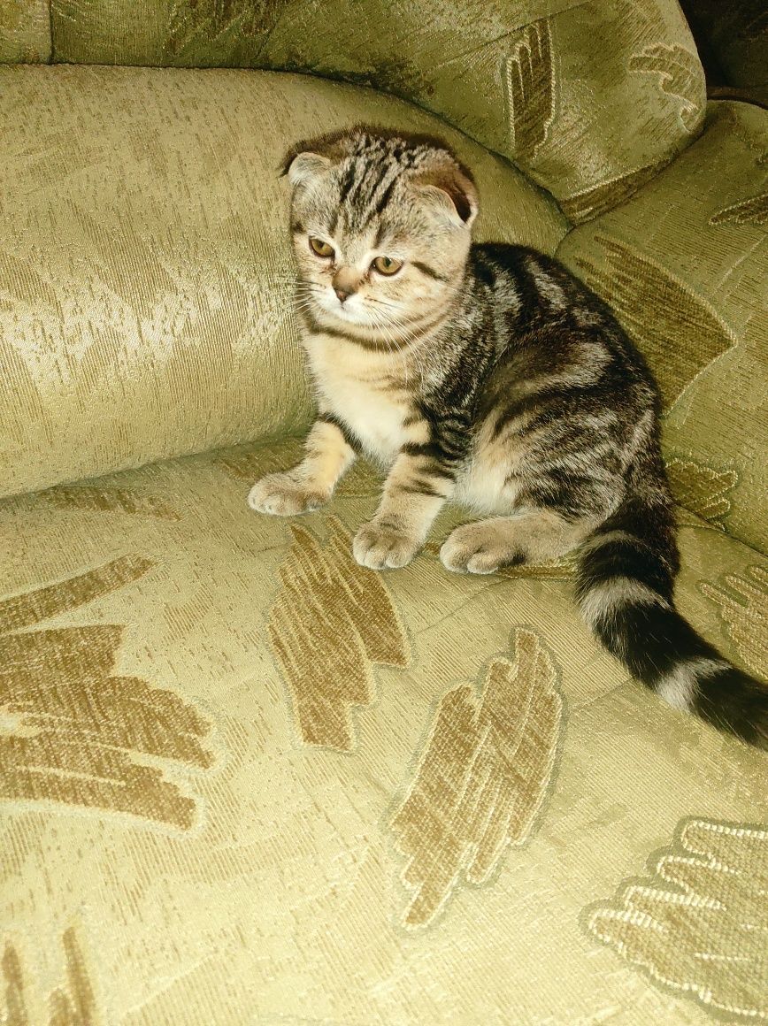 Продается кошечка.