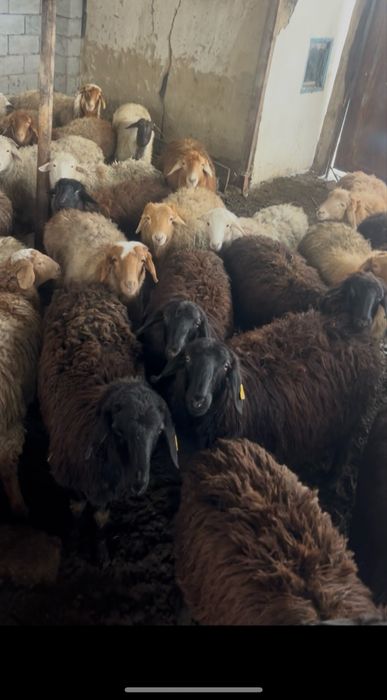 Тоқтылар сатылады