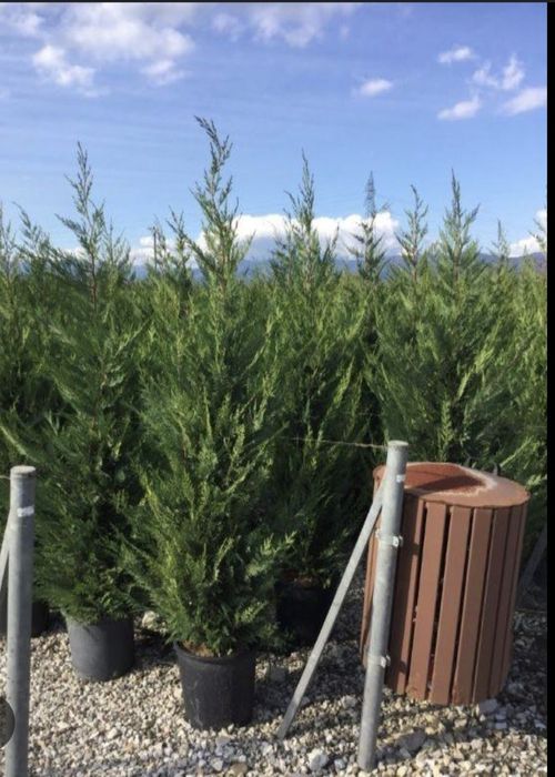 Tuia leylandii la cele mai bune oferte