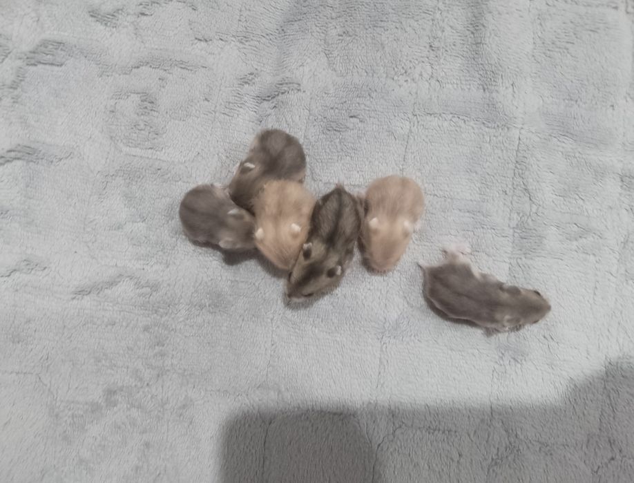 Продам 500тг. джунгарские хомячки,  возраст 1месяц, разного цвета