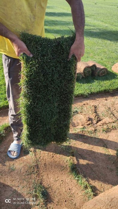 Рулонный газон акция