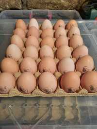 Ouă Australorp Negru pt incubat
