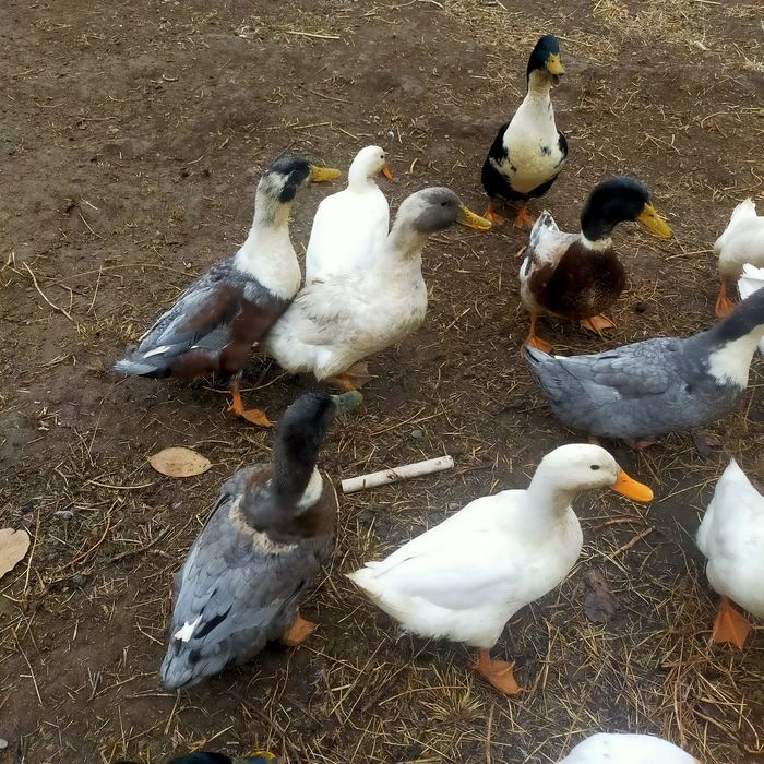 Goz õrdaklar sotiladi